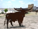 PICTURES/Texas Cows/t_P1000736.JPG